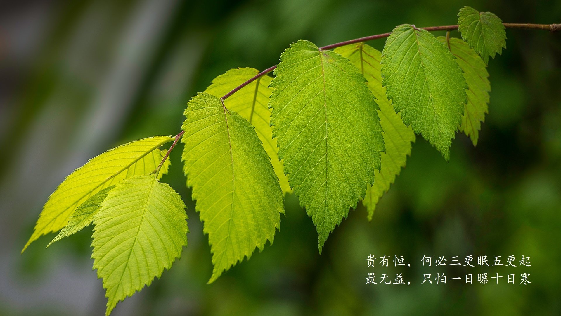 德甲：拜仁稳居第一，多特追赶两分，多特拜仁欧冠
